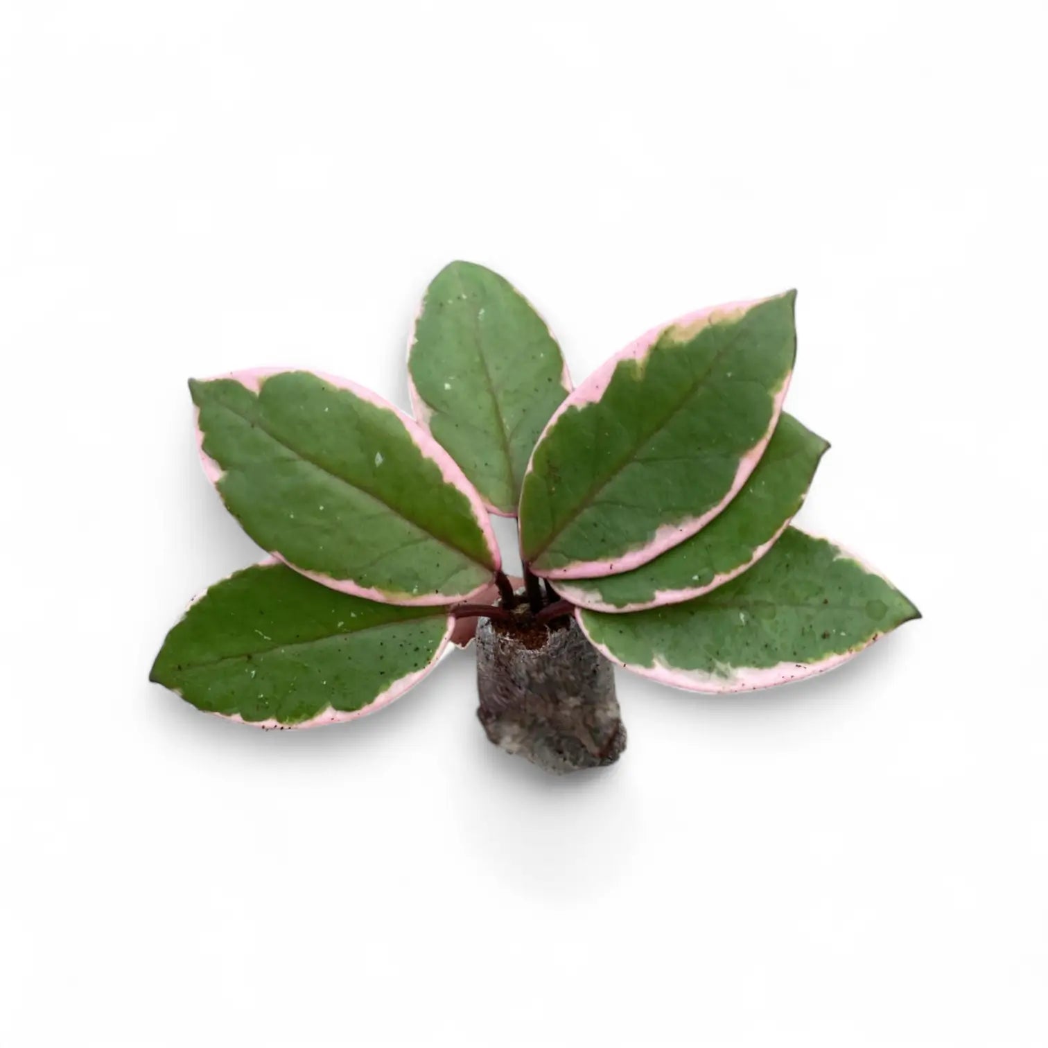 Hoya carnosa 'Flamingo Dream' potted houseplant in nursery pot on white background, product photo 4.