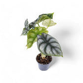 Alocasia baginda 'Silver dragon' potted houseplant in nursery pot on white background, product photo 11.