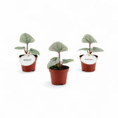 Anthurium luxurians potted houseplant in nursery pot on white background, product photo 6.