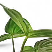 Philodendron 'Dean McDowell' (gloriosum x pastazanum) potted houseplant in nursery pot on white background, product photo 2.
