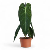 Philodendron melanochrysum potted houseplant in nursery pot on white background, product photo 4.