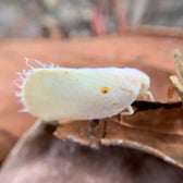 Amblyseius swirskii – Biologische Bekämpfung gegen Thripse & Weiße Fliegen vor weißem Hintergrund, Produktfoto 6.