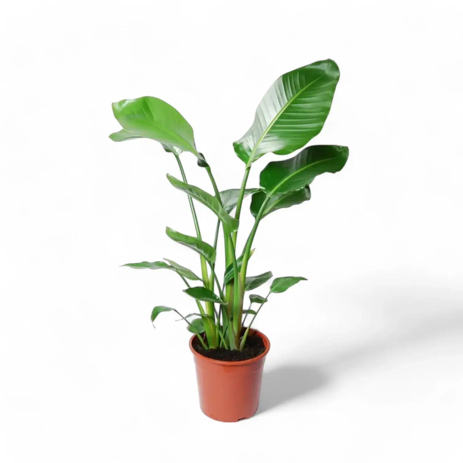 Strelitzia nicolai potted houseplant in nursery pot on white background, product photo 8.