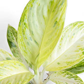 Aglaonema 'Arctic Lime' leaf close-up on white background.