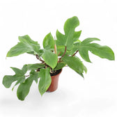 Philodendron squamiferum – Topfpflanze im Kulturtopf vor weißem Hintergrund, Produktfoto 7.