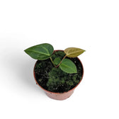 Anthurium regale x magnificum potted houseplant in nursery pot on white background, product photo 7.
