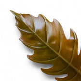 Philodendron 'Caramel Pluto' ('Chocolate Empress', 'Pluto') leaf close-up on white background.