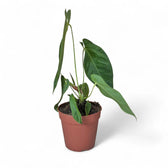 Anthurium queremalense – Topfpflanze im Kulturtopf vor weißem Hintergrund, Produktfoto 4.