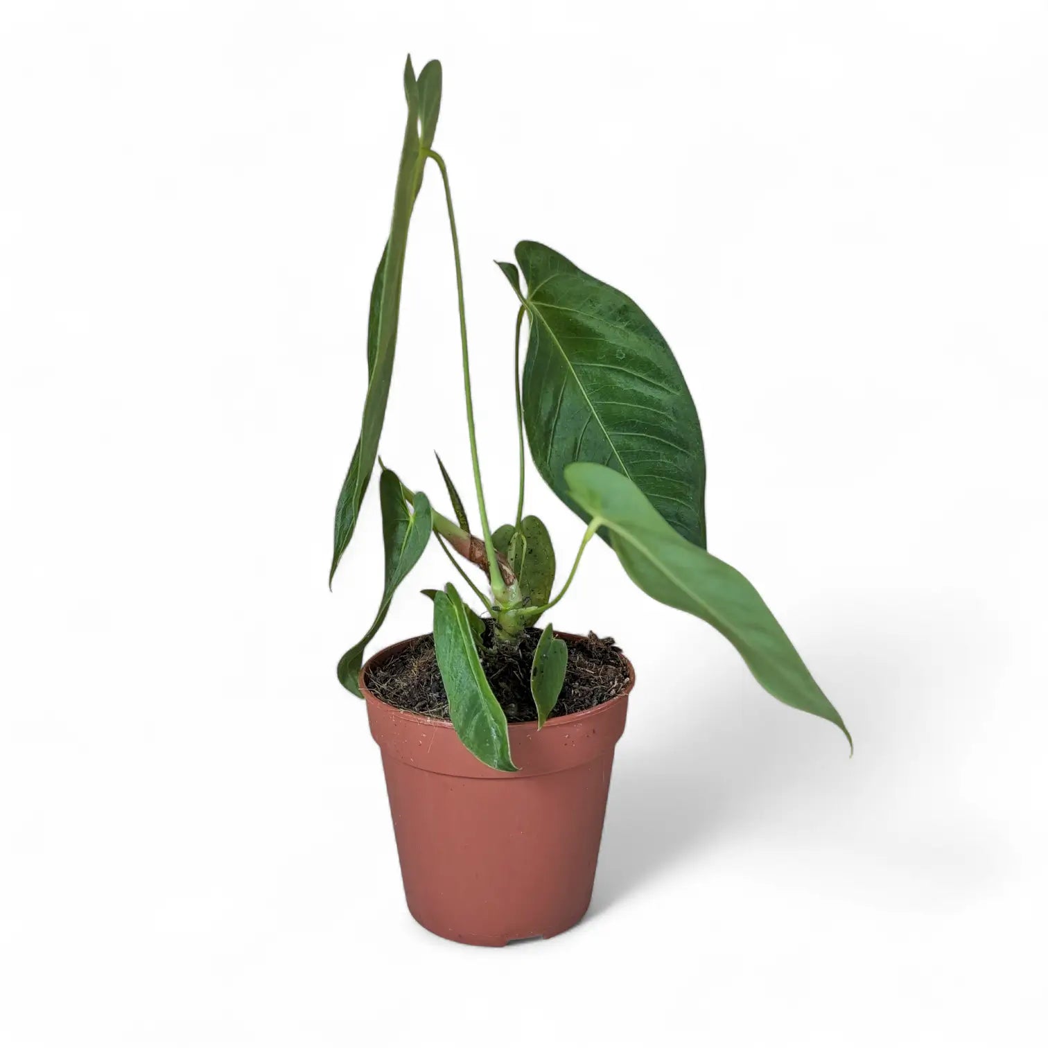 Anthurium queremalense – Topfpflanze im Kulturtopf vor weißem Hintergrund, Produktfoto 4.