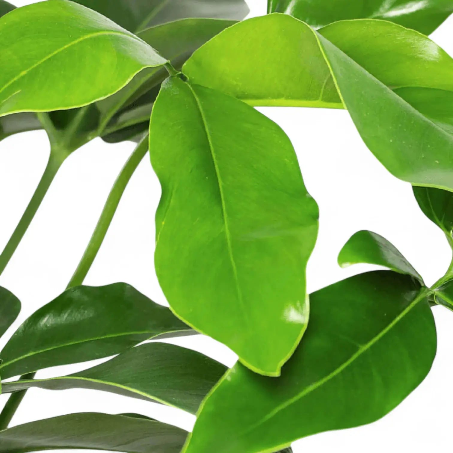 Thaumatophyllum spruceanum 'Green Wonder' ('Fun Bun') – Zimmerpflanze im Kulturtopf auf weißem Hintergrund, Produktfoto 5.