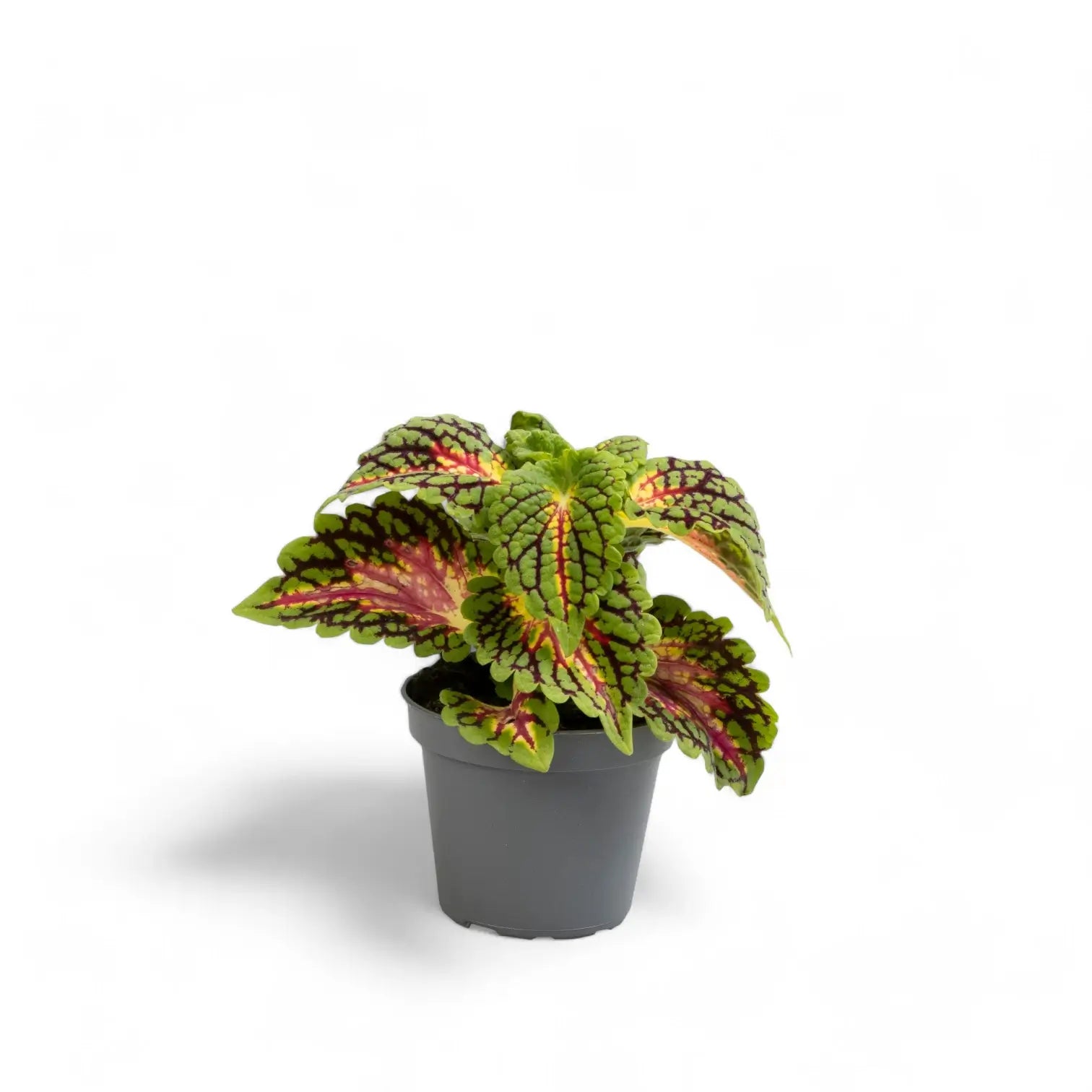 Coleus scutellarioides 'Stained Glassworks Spacecake' potted houseplant in nursery pot on white background, product photo 2.