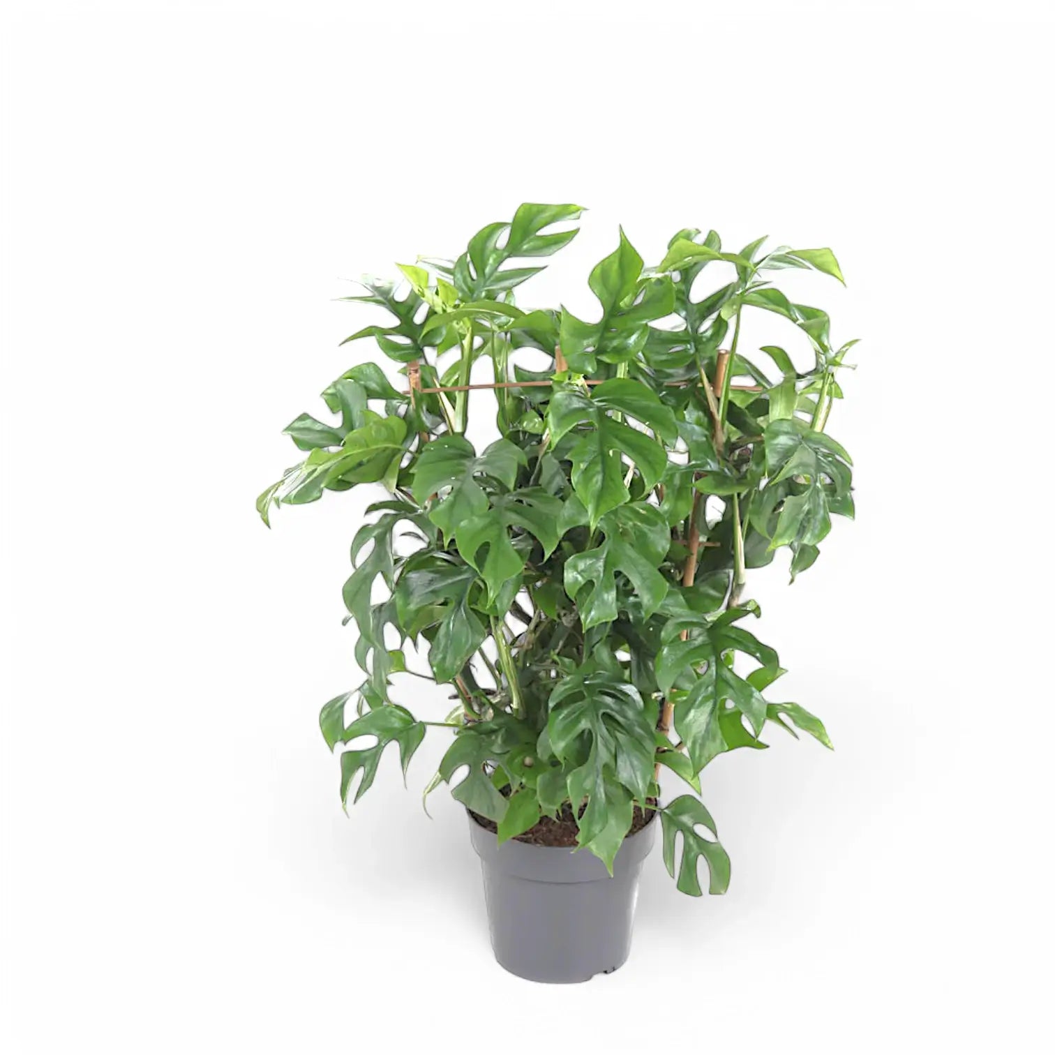 Rhaphidophora tetrasperma potted houseplant in nursery pot on white background, product photo 13.
