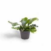 Platycerium bifurcatum 'Netherlands' potted houseplant in nursery pot on white background, product photo 3.