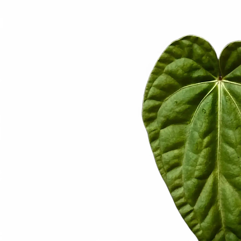 Anthurium regale x luxurians leaf close-up on white background.