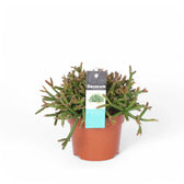 Rhipsalis burchellii – Zimmerpflanze im Kulturtopf auf weißem Hintergrund, Produktfoto 5.