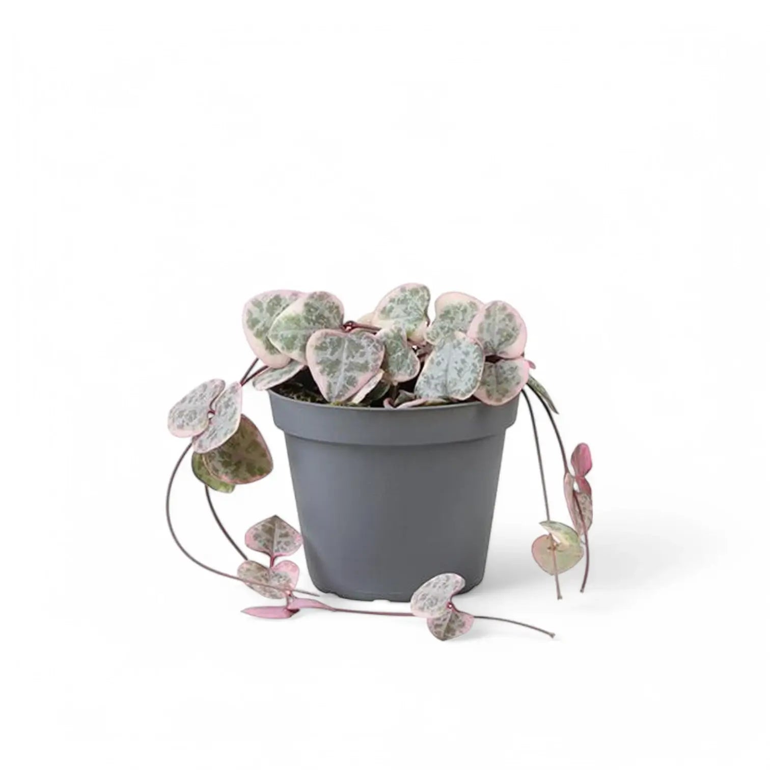 Ceropegia woodii variegata potted houseplant in nursery pot on white background, product photo 3.