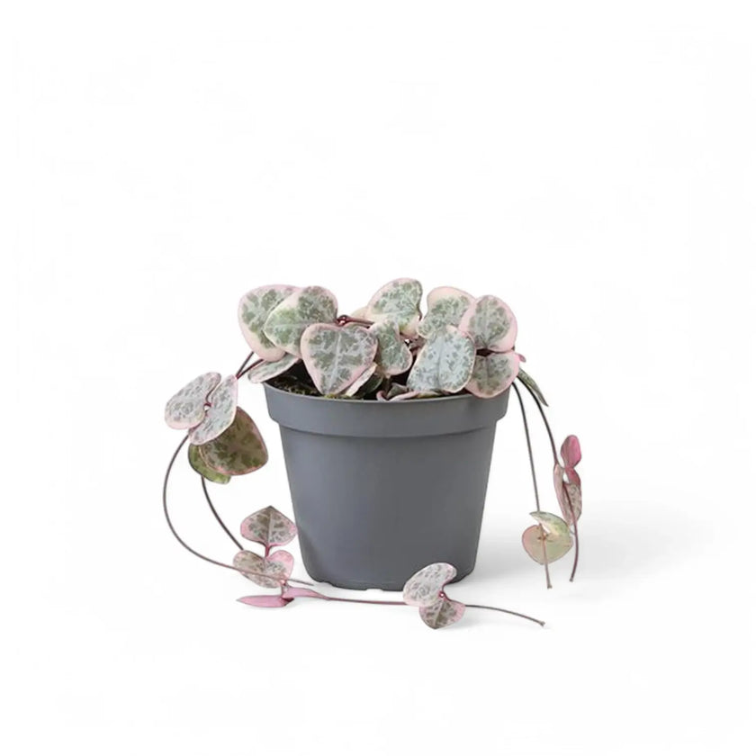 Ceropegia woodii variegata potted houseplant in nursery pot on white background, product photo 3.