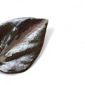 Nahaufnahme eines Blatts von Peperomia metallica 'Colombiana' vor weißem Hintergrund.