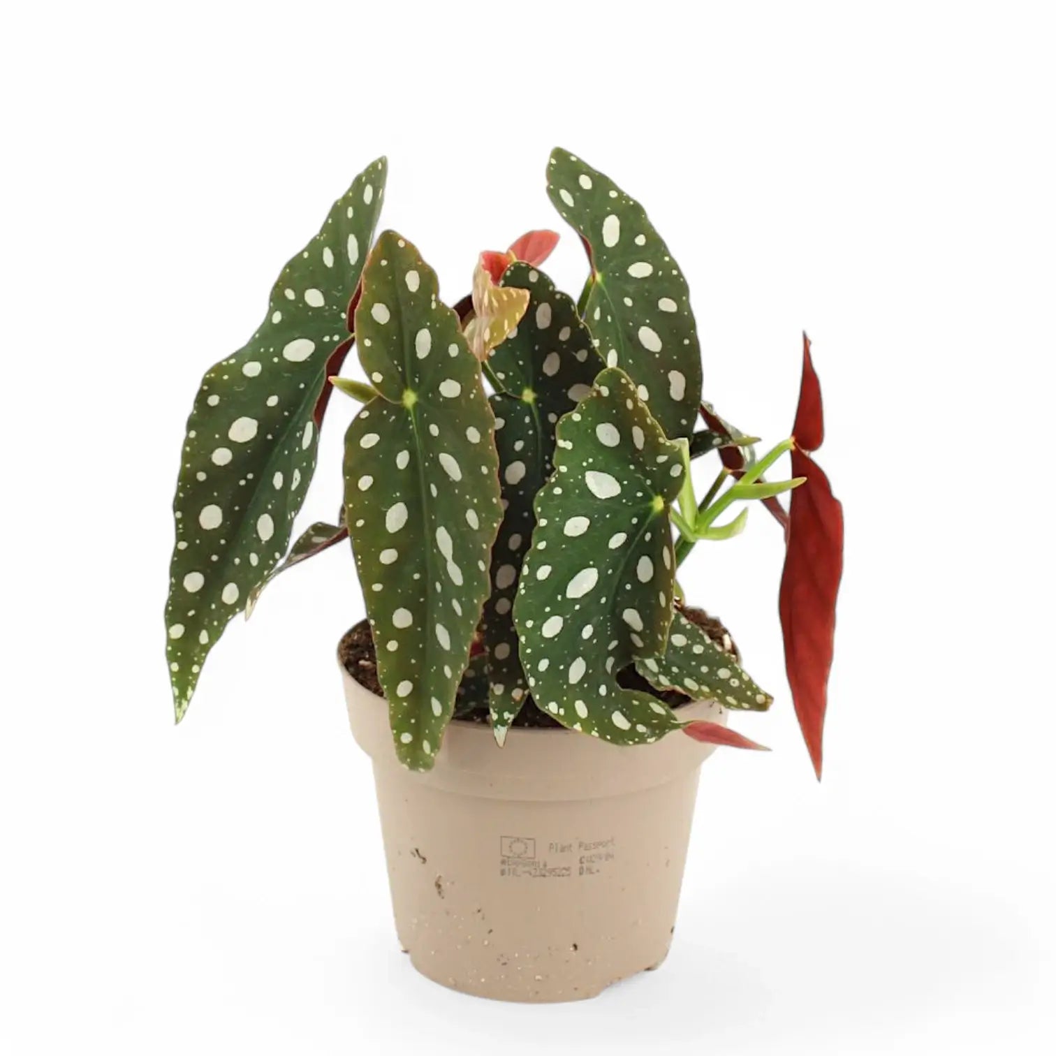 Begonia maculata 'Polka dot' – Zimmerpflanze im Kulturtopf auf weißem Hintergrund, Produktfoto 10.