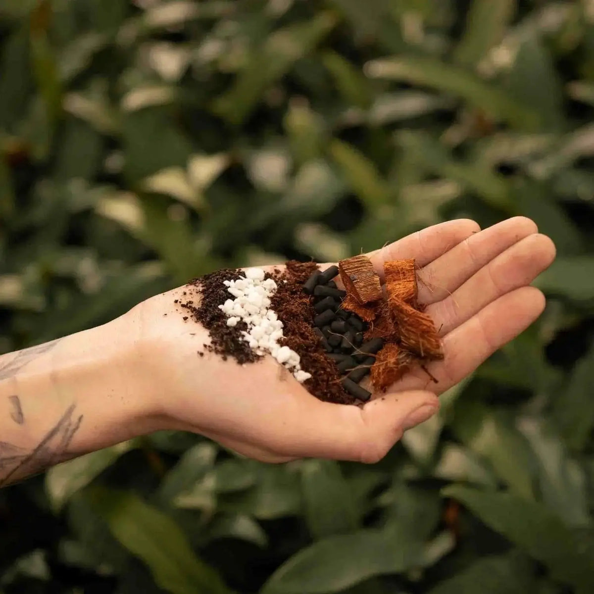 Substratmischung für Aronstabgewächse auf weißem Hintergrund, Produktfoto 2.