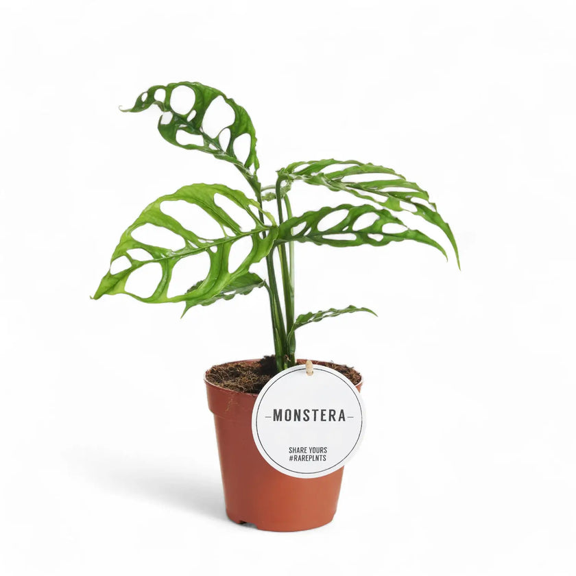 Monstera obliqua (Peru) – Zimmerpflanze im Kulturtopf auf weißem Hintergrund, Produktfoto 12.