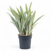 Dracaena (Sansevieria) trifasciata 'Metallica' – Topfpflanze im Kulturtopf vor weißem Hintergrund, Produktfoto 7.