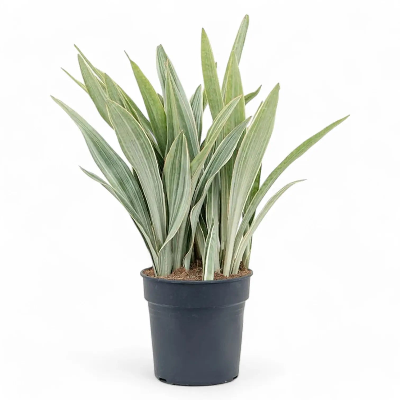 Dracaena (Sansevieria) trifasciata 'Metallica' – Topfpflanze im Kulturtopf vor weißem Hintergrund, Produktfoto 7.