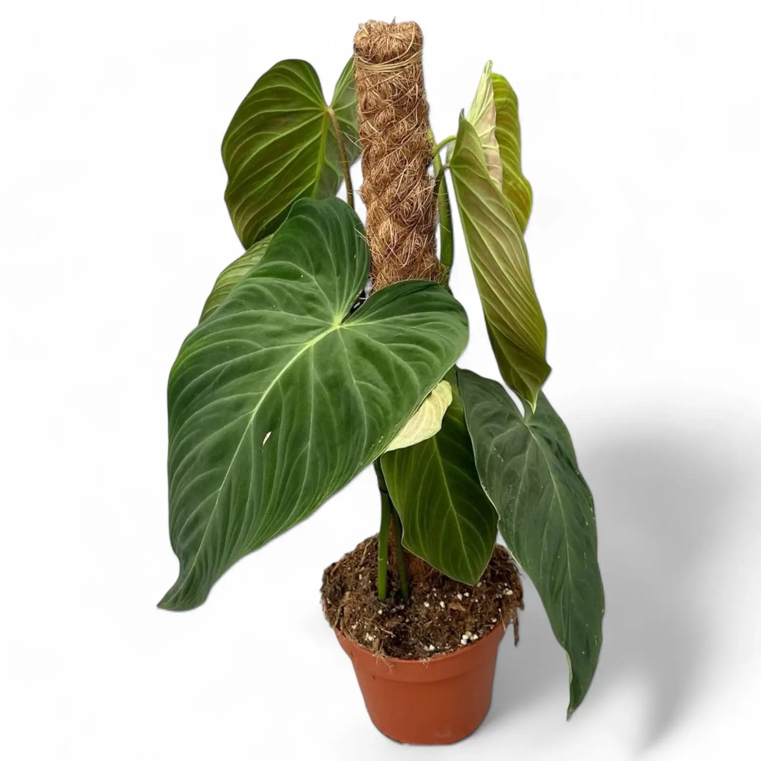 Philodendron 'Splendid' (verrucosum x melanochrysum) potted houseplant in nursery pot on white background, product photo 8.