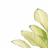 Dieffenbachia seguine 'Tropic Marianne' – Topfpflanze im Kulturtopf vor weißem Hintergrund, Produktfoto 4.