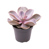 Echeveria gibbiflora 'Metallica' potted houseplant in nursery pot on white background, product photo 2.