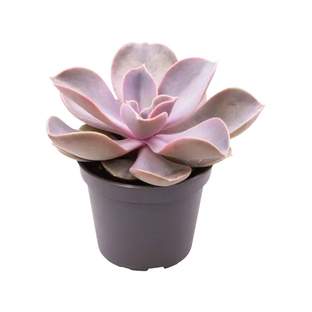 Echeveria gibbiflora 'Metallica' potted houseplant in nursery pot on white background, product photo 2.