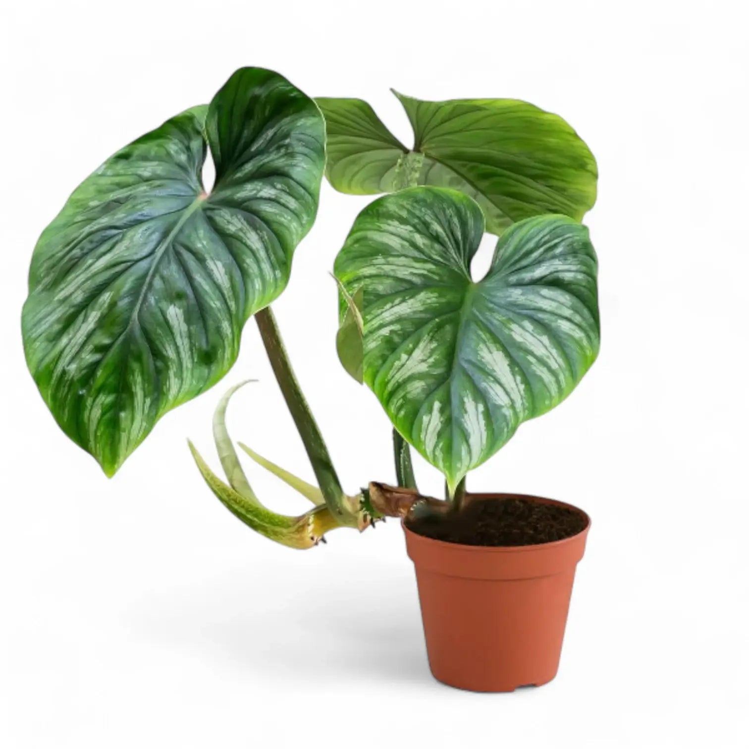 Philodendron plowmanii – Topfpflanze im Kulturtopf vor weißem Hintergrund, Produktfoto 9.