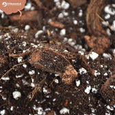 Substratmischung für Aronstabgewächse auf weißem Hintergrund, Produktfoto 10.