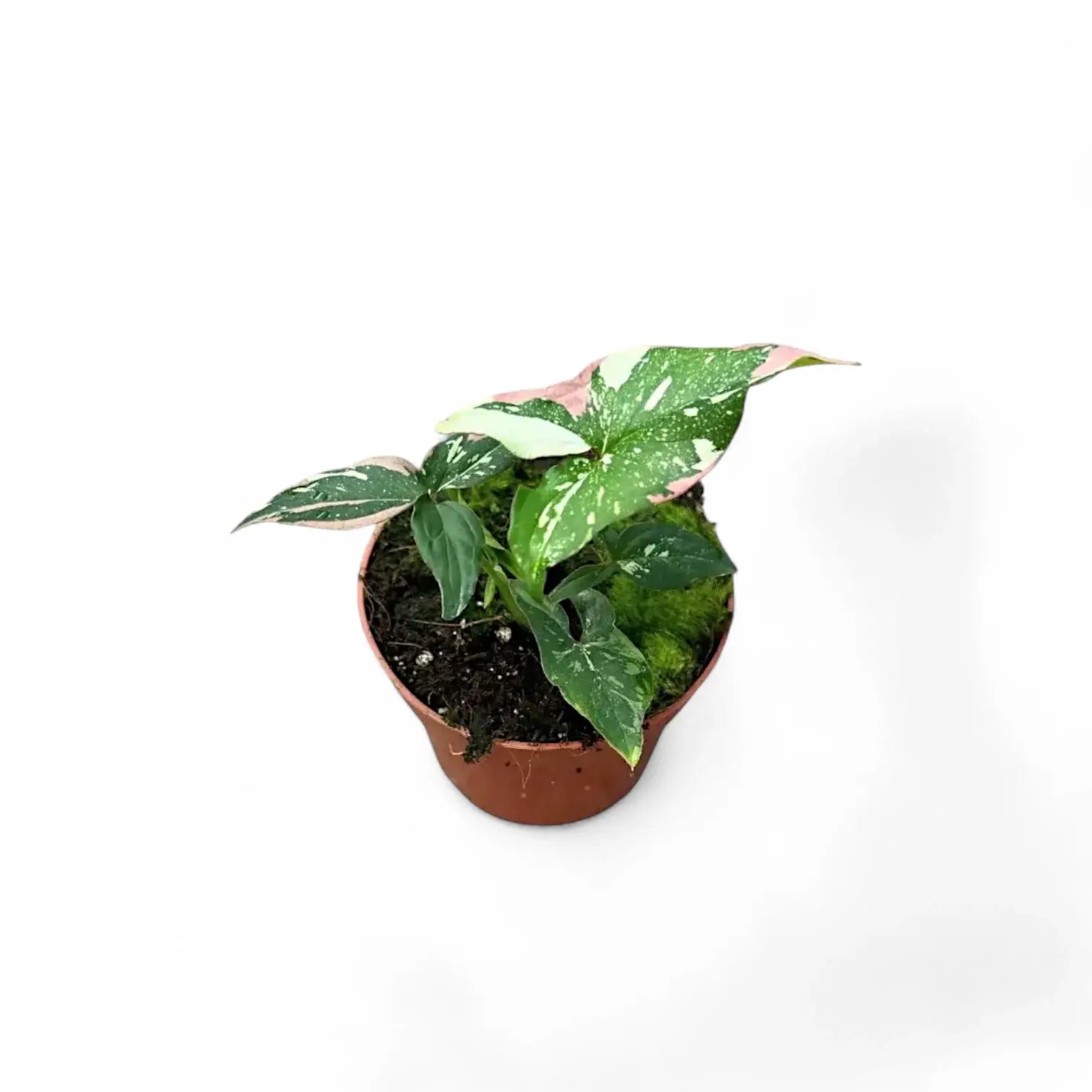 Syngonium podophyllum 'Red spot tricolor' potted houseplant in nursery pot on white background, product photo 7.