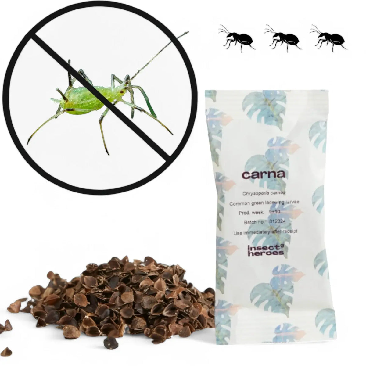 Chrysoperla carnea - gegen Blattläuse und Thripse vor weißem Hintergrund, Produktfoto 6.