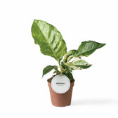 Anthurium hookeri variegata potted houseplant in nursery pot on white background, product photo 3.