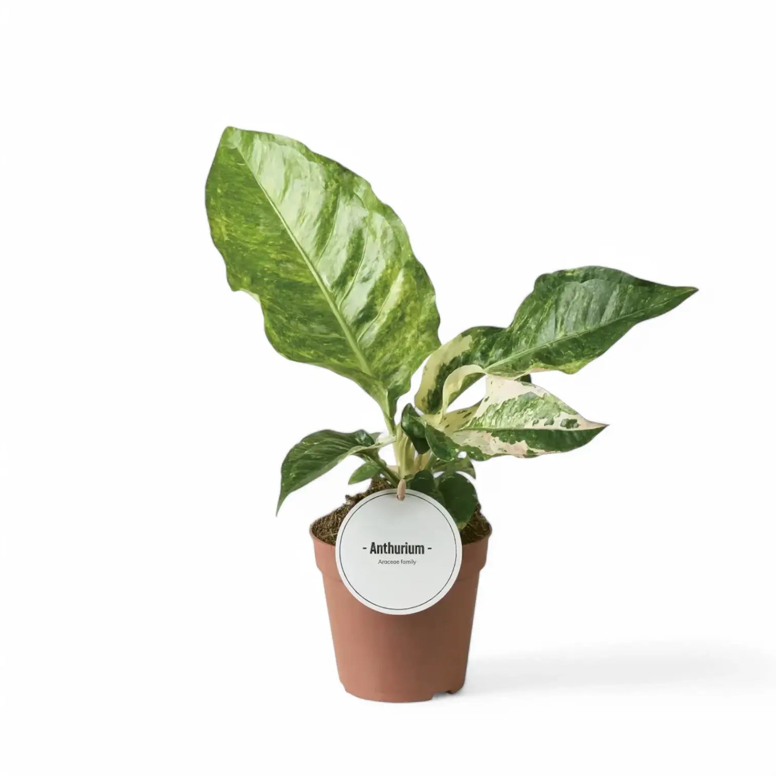 Anthurium hookeri variegata potted houseplant in nursery pot on white background, product photo 3.