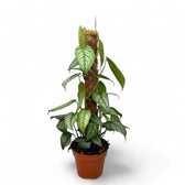 Monstera siltepecana – Zimmerpflanze im Kulturtopf auf weißem Hintergrund, Produktfoto 8.