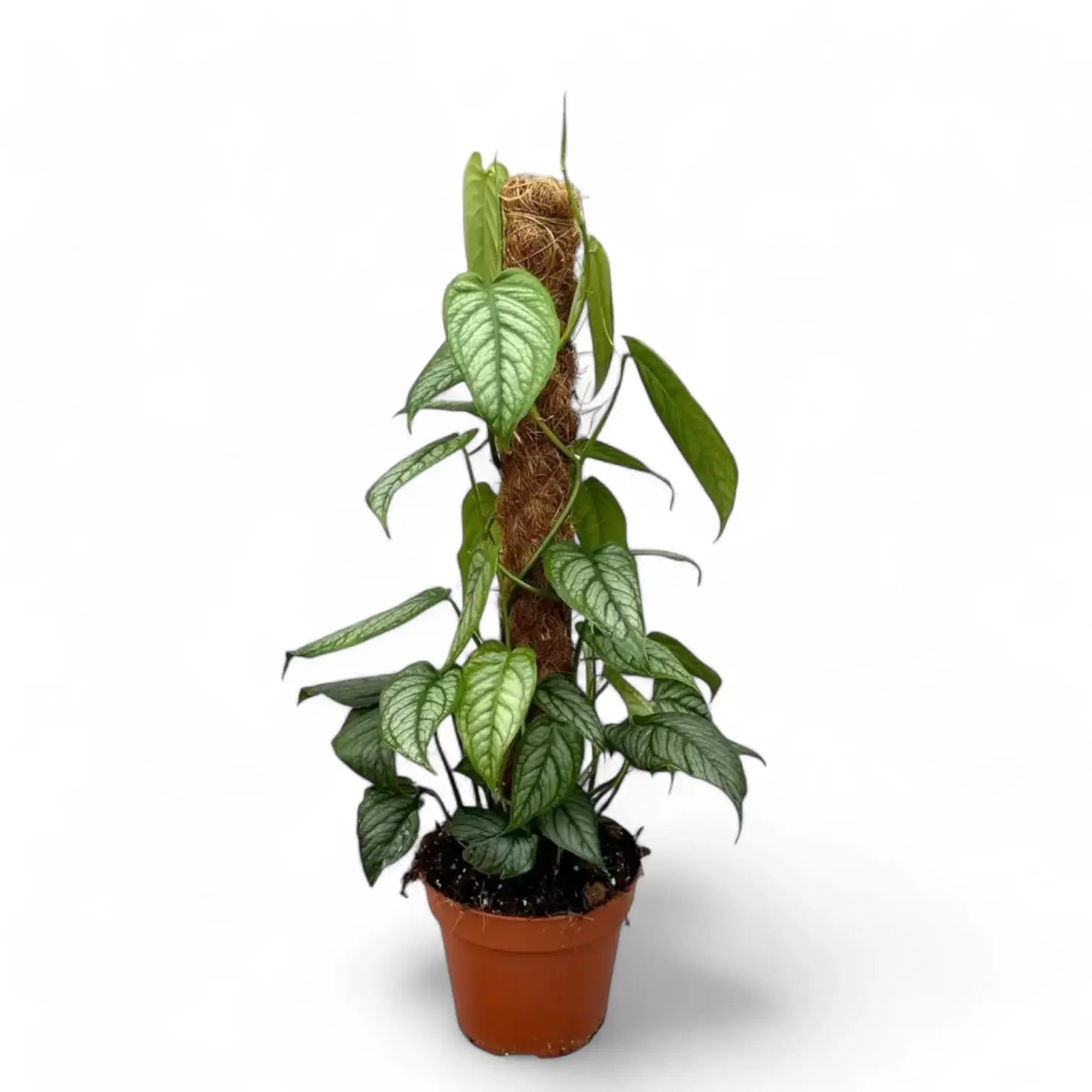 Monstera siltepecana – Zimmerpflanze im Kulturtopf auf weißem Hintergrund, Produktfoto 8.