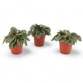 Peperomia albovittata 'Piccolo Banda' potted houseplant in nursery pot on white background, product photo 2.