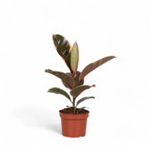 Ficus elastica ‘Belize’ (auch bekannt als ‘Red Ruby’) – Topfpflanze im Kulturtopf vor weißem Hintergrund, Produktfoto 2.