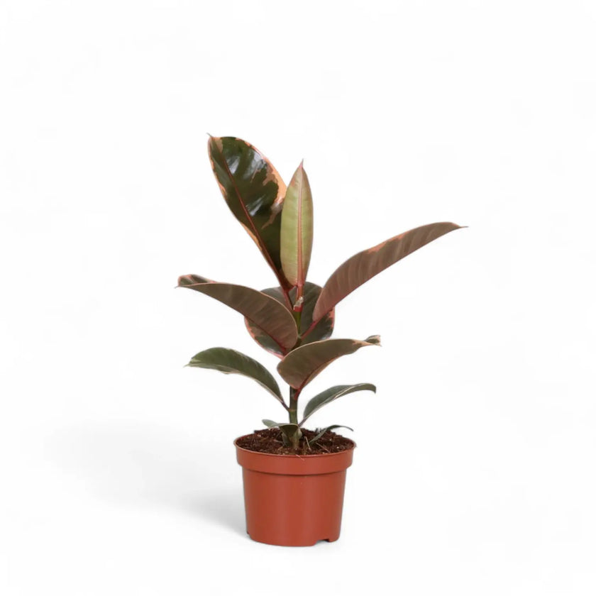 Ficus elastica ‘Belize’ aka ‘Red Ruby’ potted houseplant in nursery pot on white background, product photo 2.
