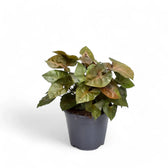Syngonium podophyllum 'Maria Allusion' potted houseplant in nursery pot on white background, product photo 3.