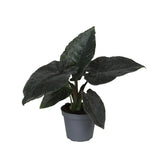 Alocasia 'Antoro velvet' potted houseplant in nursery pot on white background, product photo 4.