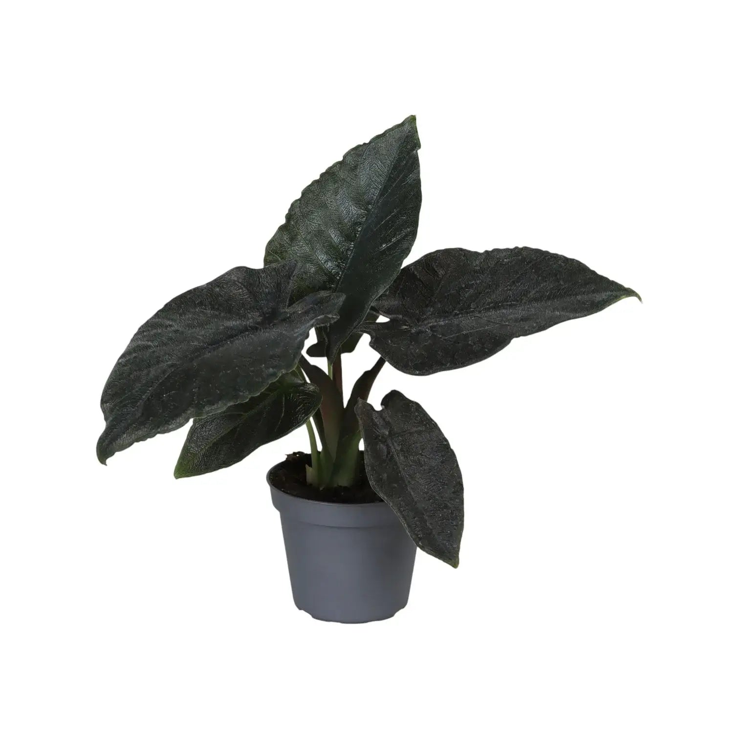 Alocasia 'Antoro velvet' potted houseplant in nursery pot on white background, product photo 4.