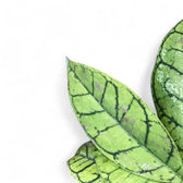 Hoya callistophylla potted houseplant in nursery pot on white background, product photo 12.