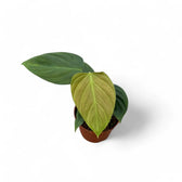 Philodendron nangaritense – Topfpflanze im Kulturtopf vor weißem Hintergrund, Produktfoto 3.