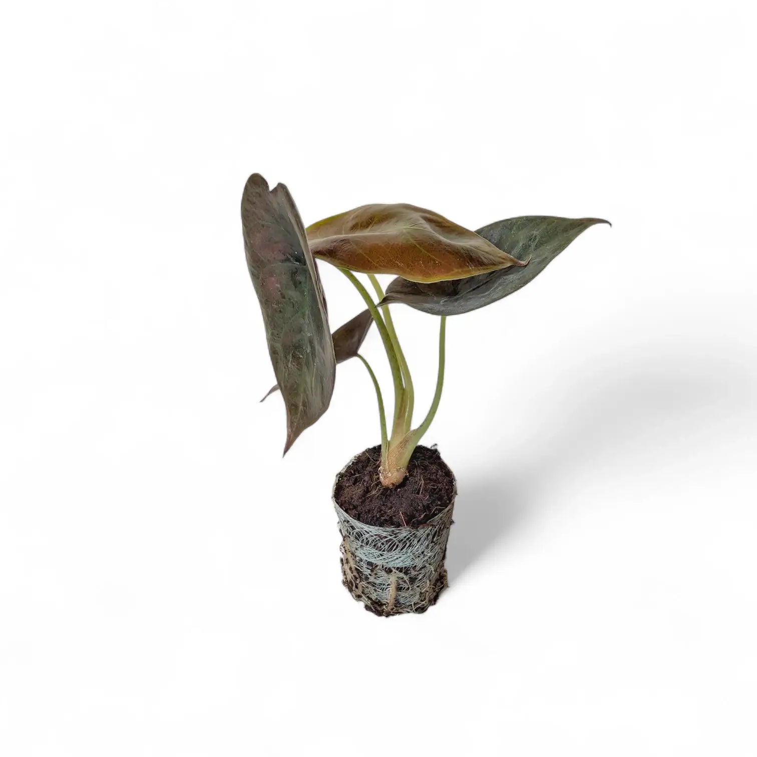 Alocasia cuprea 'Red secret' – Topfpflanze im Kulturtopf vor weißem Hintergrund, Produktfoto 5.