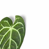 Anthurium regale x magnificum leaf close-up on white background.