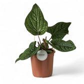 Anthurium radicans x luxurians – Topfpflanze im Kulturtopf vor weißem Hintergrund, Produktfoto 8.